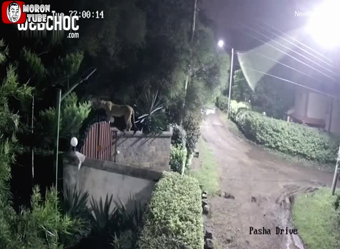 Video :Fearsome scene - A lioness charges into a family's property and snatches their Rottweiler